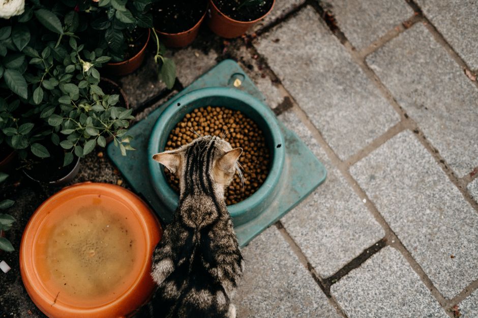 猫の食器は高さが大事|食べやすい傾斜つきフードボウル5選と選び方のコツ