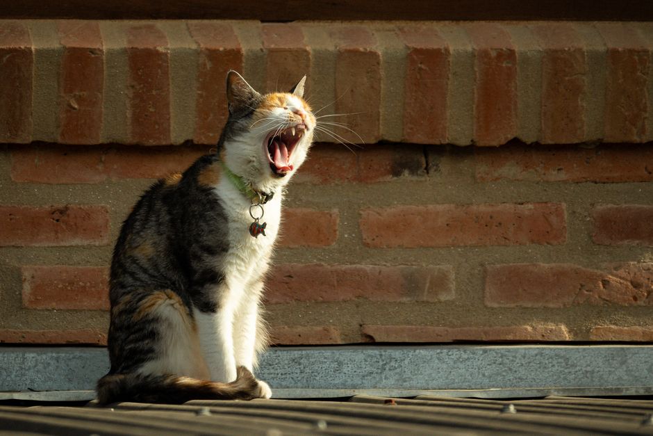 猫が毛玉をよく吐く…フードでできる毛玉ケアと選び方のコツ